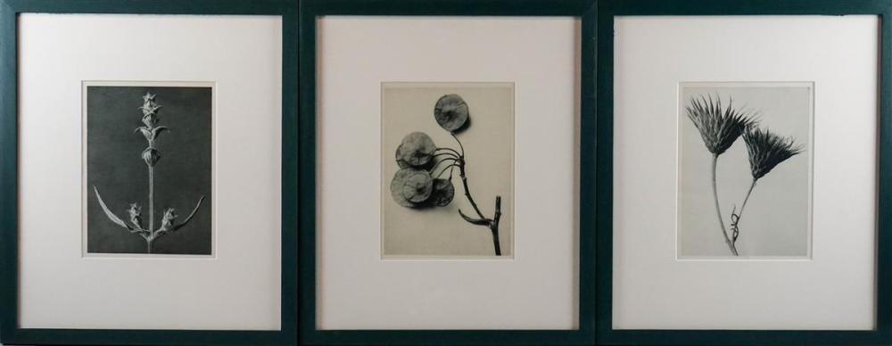 KARL BLOSSFELDT GERMAN 1865 1932  339cec