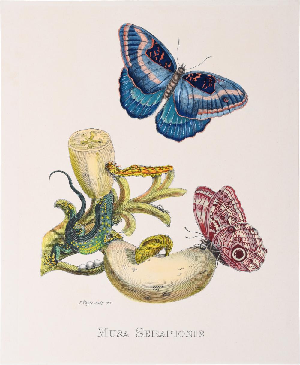 MARIA SYBILLA MERIAN GERMAN 1647 1717  33d864