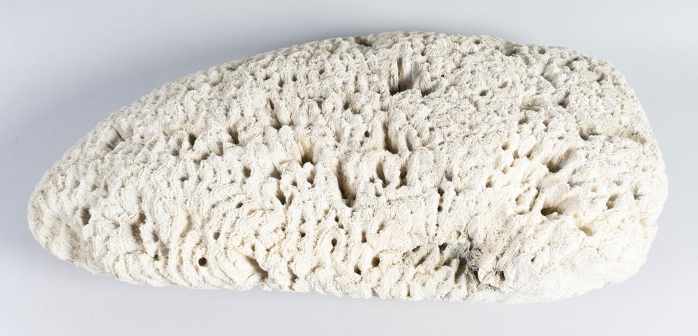 PIECE OF BRAIN CORAL LENGTH 23 33c4b7