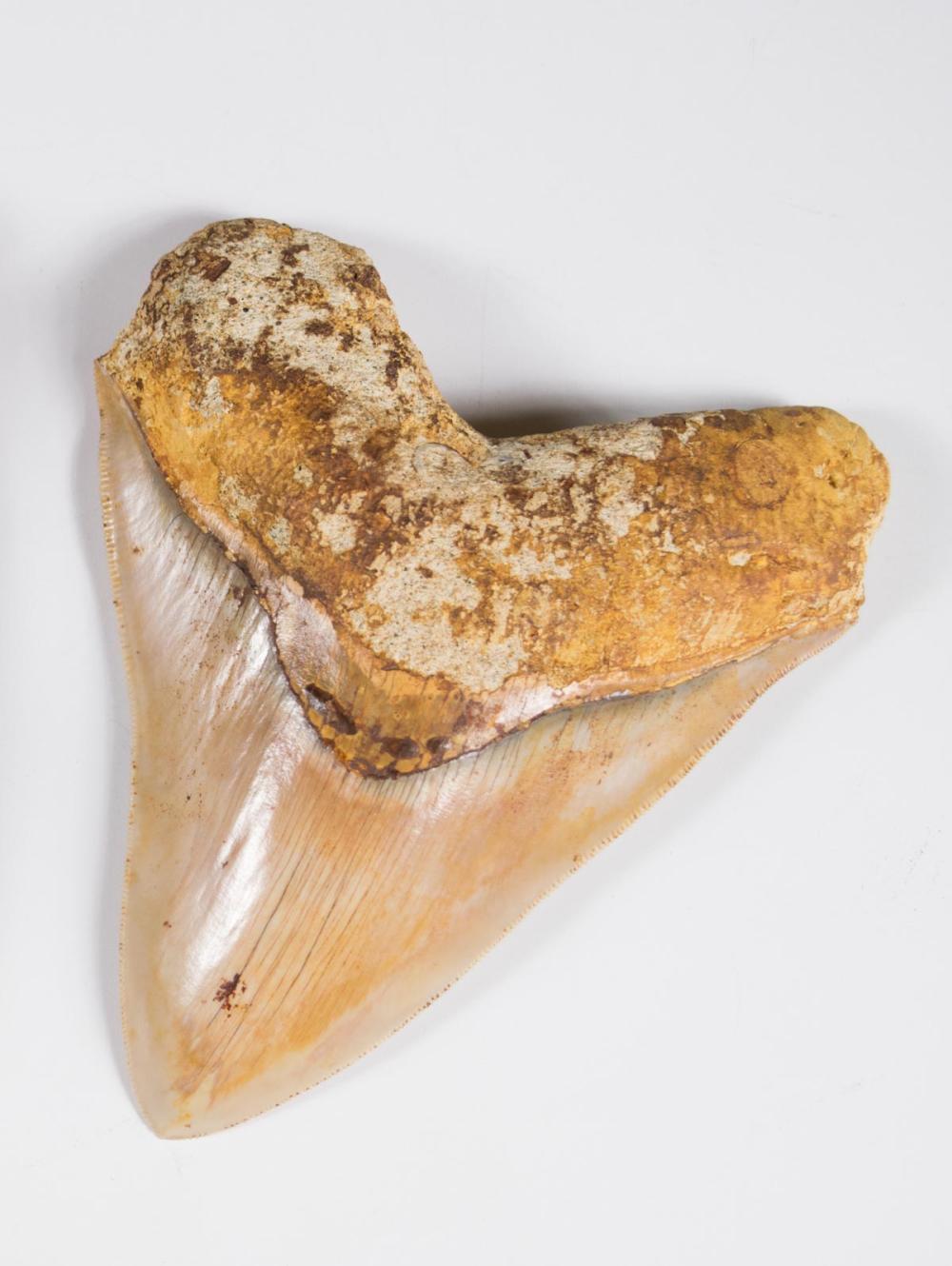 PREHISTORIC MEGALODON TOOTH MIOCENE 33f617