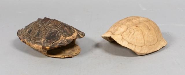 2 TURTLE SHELLS2 turtle shells  340821