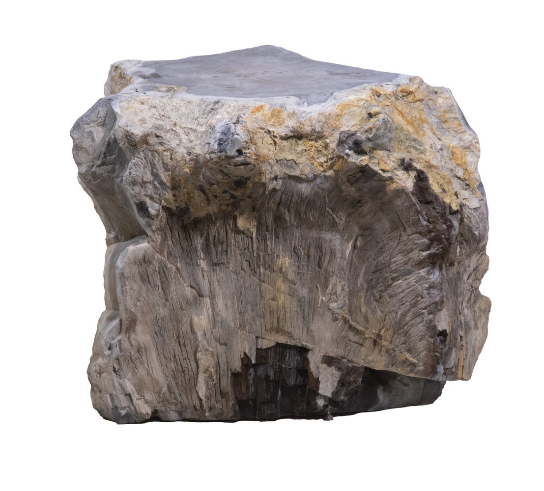 LARGE PETRIFIED WOOD STUMP From 33edbf