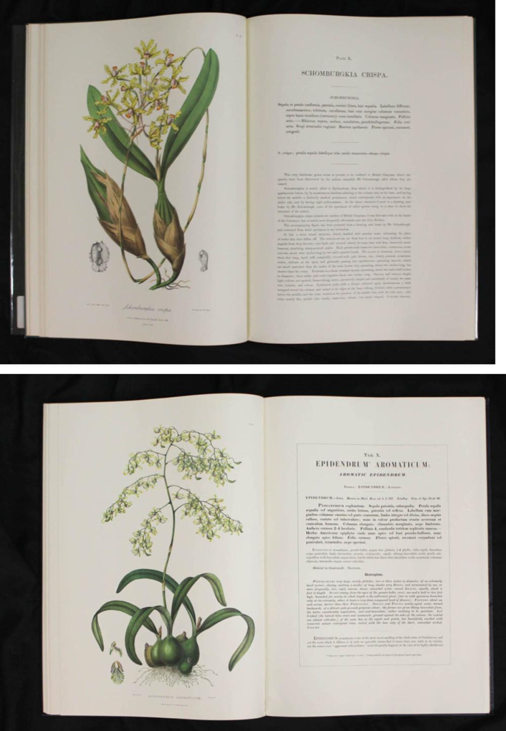 TWO LARGE ORCHID BOOKS, REPRINTSTWO