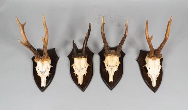 4 ROE DEER ANTLER MOUNTS4 Roe deer 340b7e