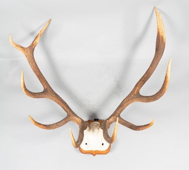 CONTINENTAL 11 POINT SKULL CAP