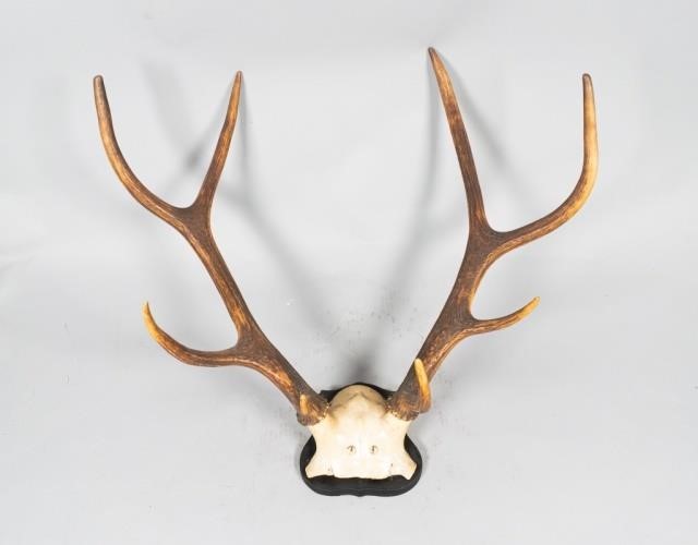 CONTINENTAL 8 POINT SKULL CAP ANTLER