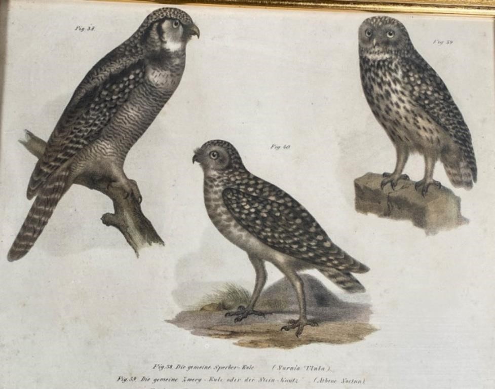 19TH CENTURY ORNITHOLOGICAL OWL 3411cd