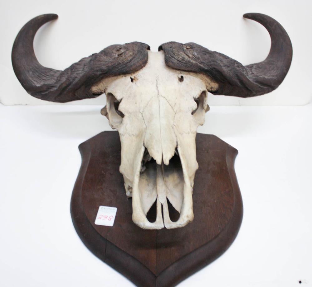 CAPE BUFFALO SKULL WITH HORNSCAPE 34143d