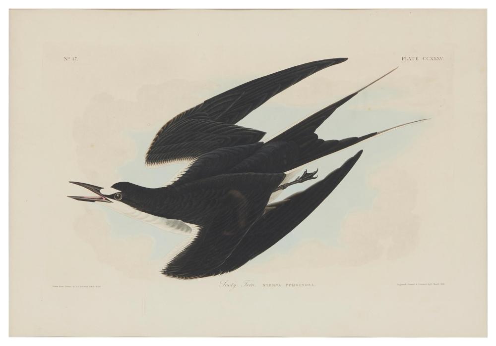 AFTER JOHN JAMES AUDUBON 1785 1851  344013