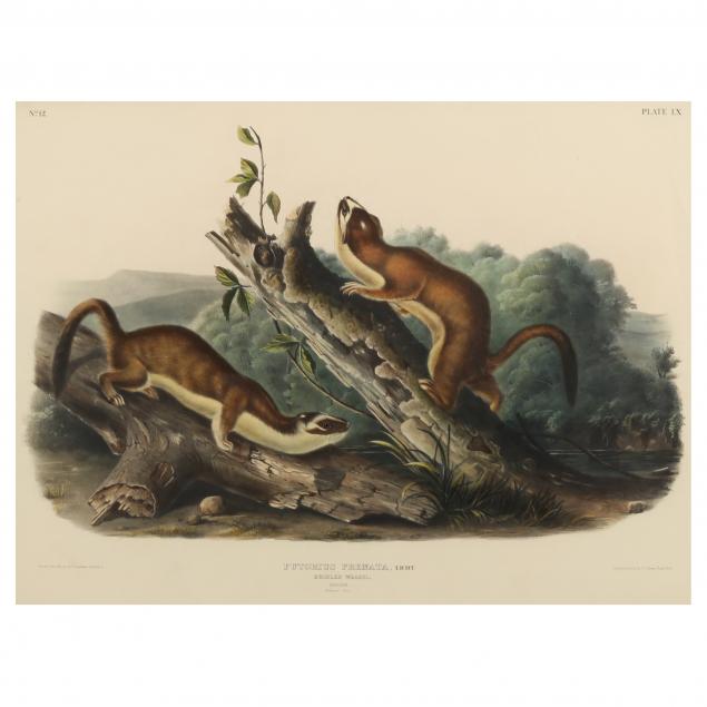 AFTER JOHN JAMES AUDUBON AMERICAN  3452aa