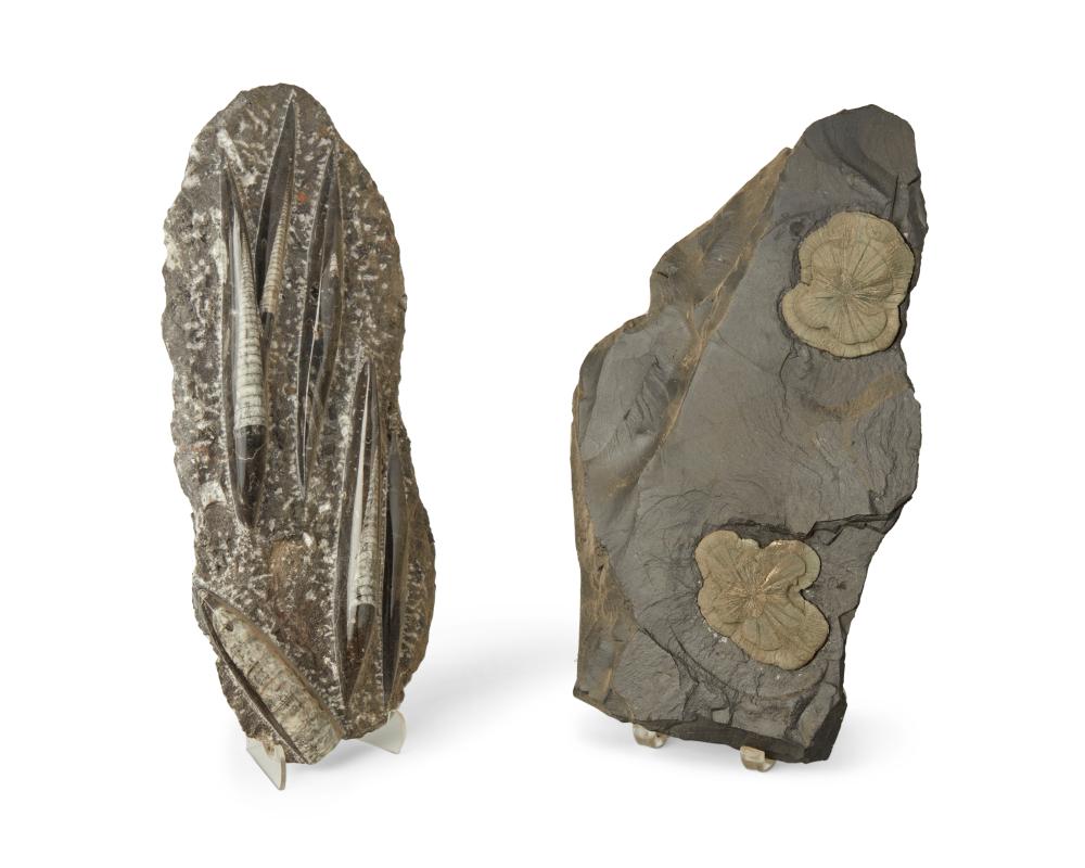 TWO FOSSIL ROCK SPECIMENSTwo fossil 343117