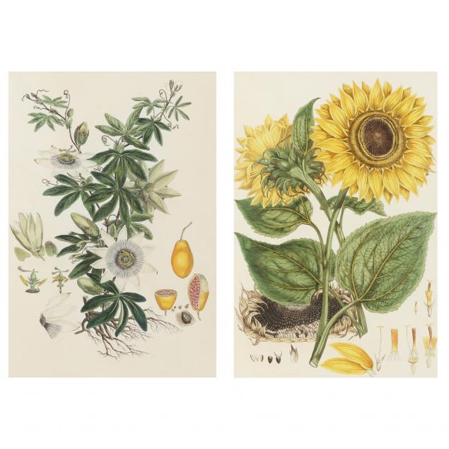 TWO ANTIQUE BOTANICAL ENGRAVINGS FROM