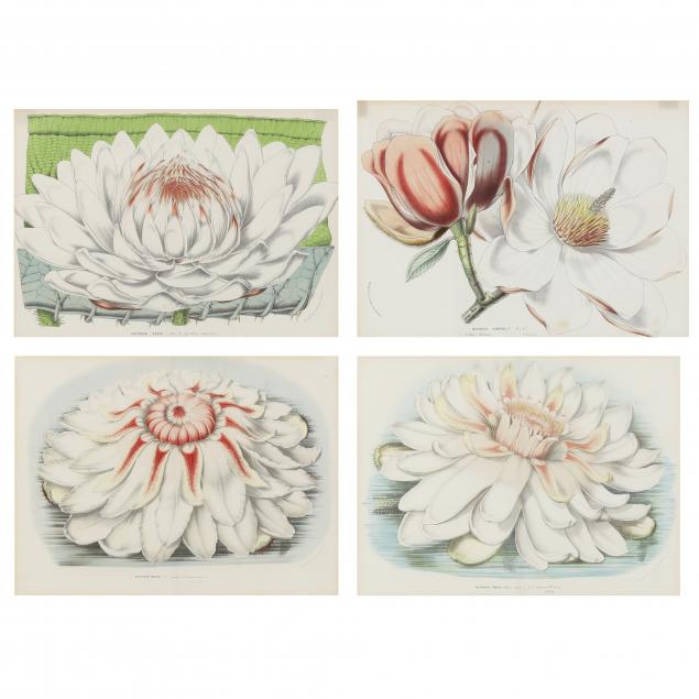 FOUR FRAMED ANTIQUE LILY AND MAGNOLIA 347c39