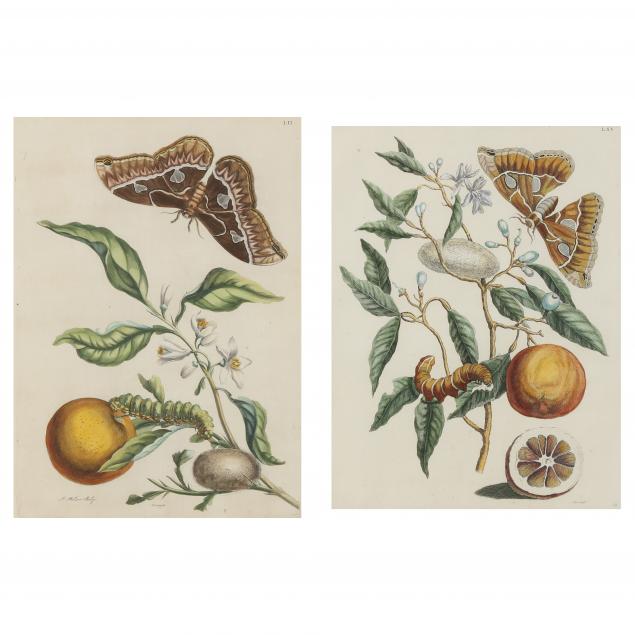 ANA MARIA SYBILLA MERIAN (GERMAN,