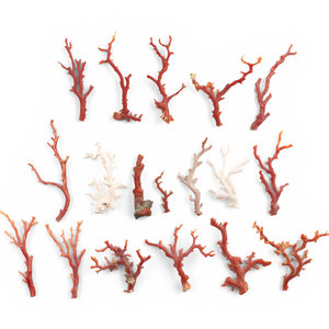 A Large Collection of Coral Branch Specimens
?????????
approximately