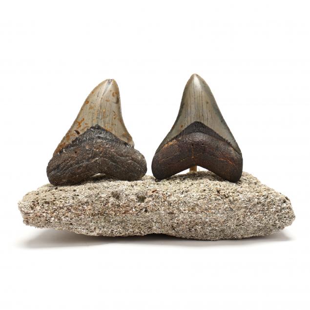 TWO NORTH CAROLINA MEGALODON TEETH,