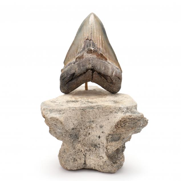 LARGE MEGALODON TOOTH FOUND OFF