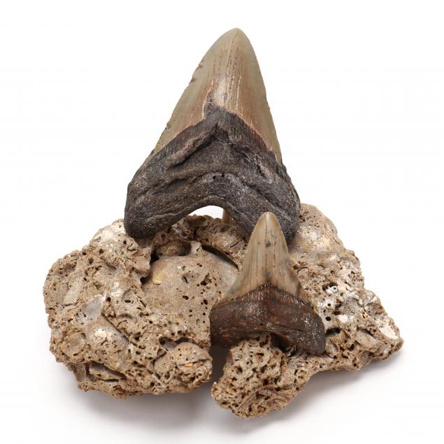 TWO COLORFUL MEGALODON TEETH Both