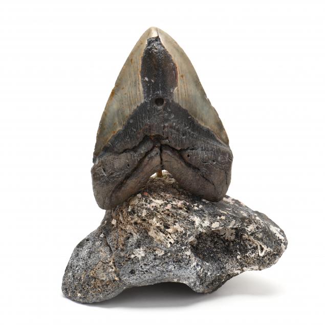 HUGE MEGALODON TOOTH FROM THE MOUTH 349827