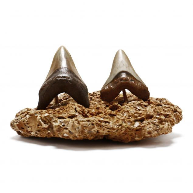 TWO ATTRACTIVE TAN MEGALODON TEETH 349d6c