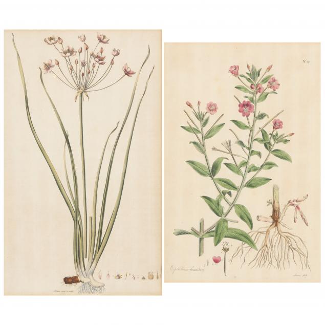 TWO ANTIQUE BOTANICAL ENGRAVINGS 349ffe