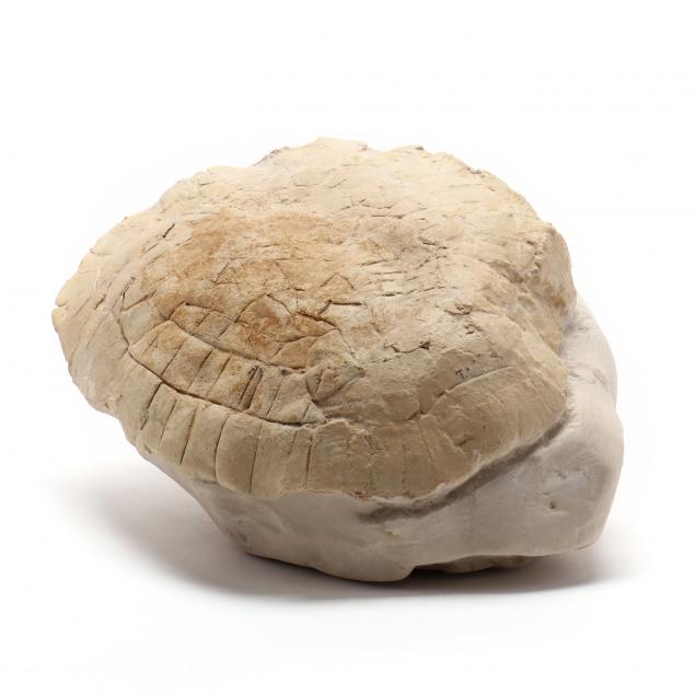 FOSSILIZED TURTLE SHELL The segmented