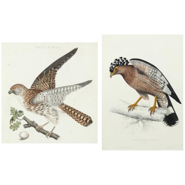 TWO ANTIQUE ORNITHOLOGICAL PRINTS 3484bb