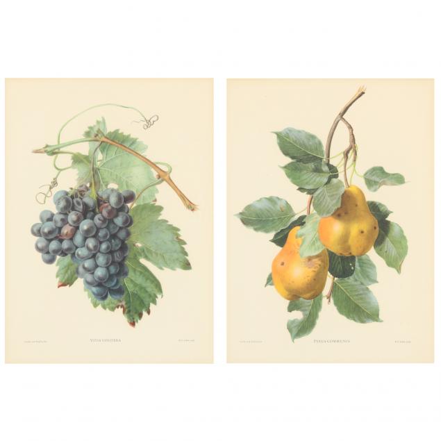 PAIR OF FRAMED BOTANICAL FRUIT 348b31