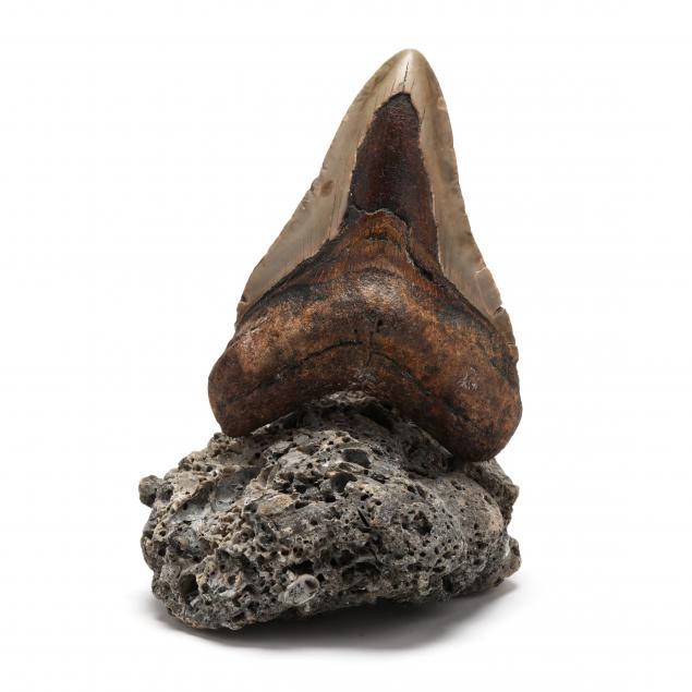 NORTH CAROLINA MEGALODON TOOTH 348bfe