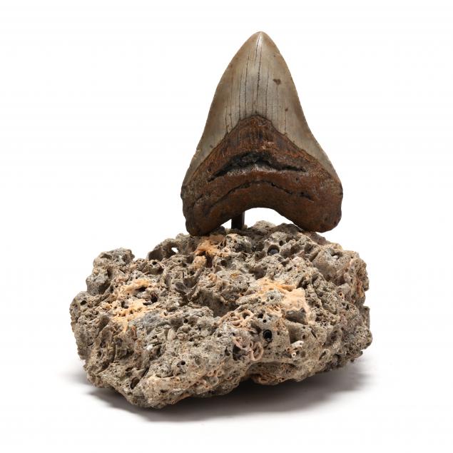 NORTH CAROLINA MEGALODON TOOTH 348bff