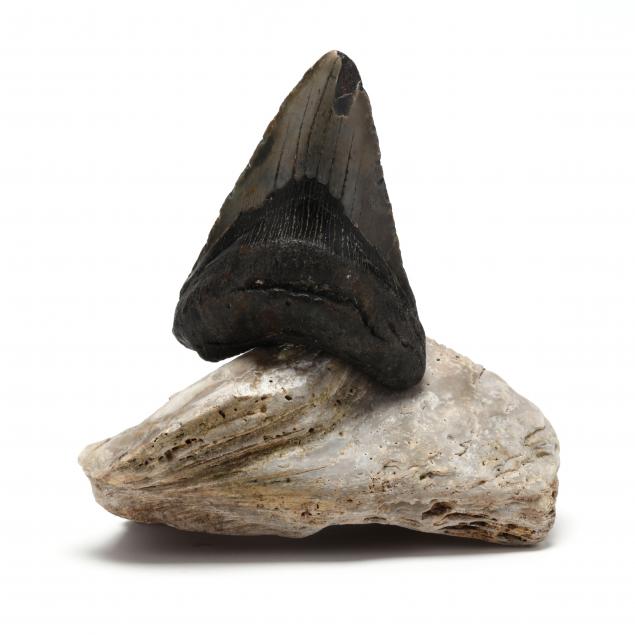 NORTH CAROLINA MEGALODON TOOTH 348c00