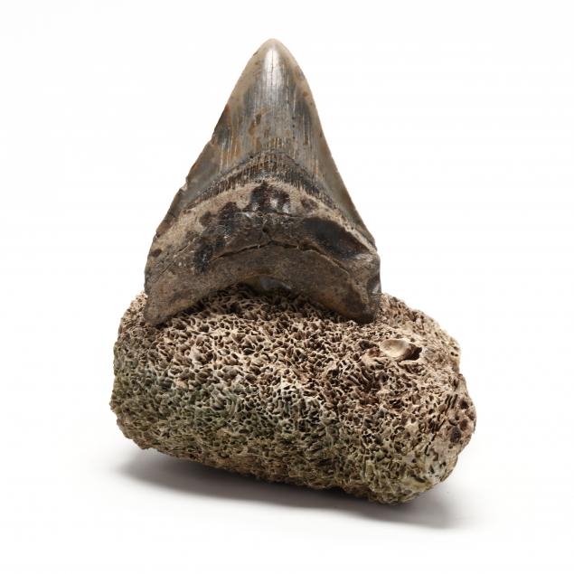 NORTH CAROLINA MEGALODON TOOTH 348c01