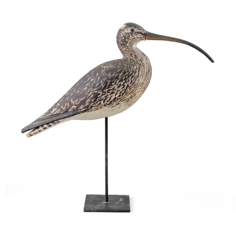 CHRISTO EARNEST LONG-BILLED CURLEW