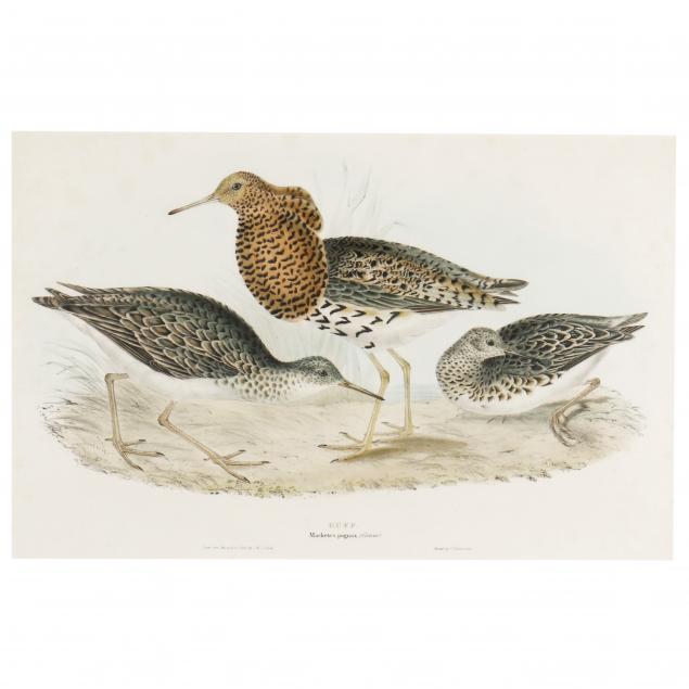 JOHN GOULD BRITISH 1804 1881  34a535