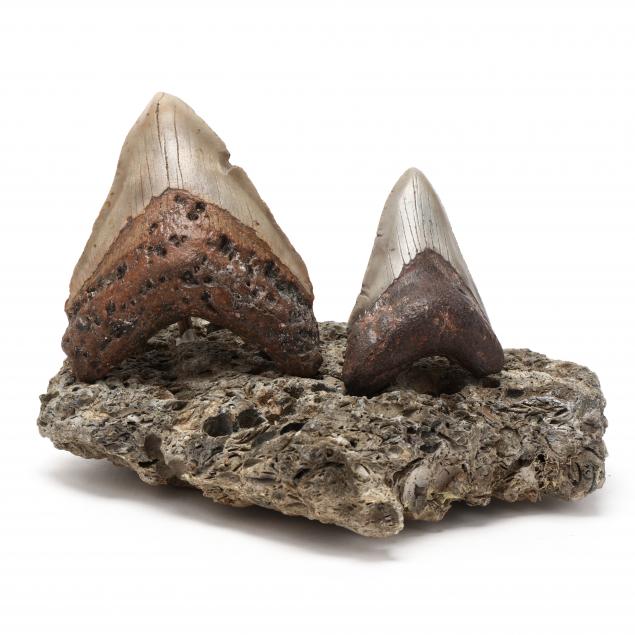 TWO FOSSILIZED NORTH CAROLINA MEGALODON 34a554