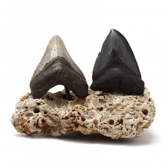 TWO FOSSILIZED NORTH CAROLINA MEGALODON 34a555