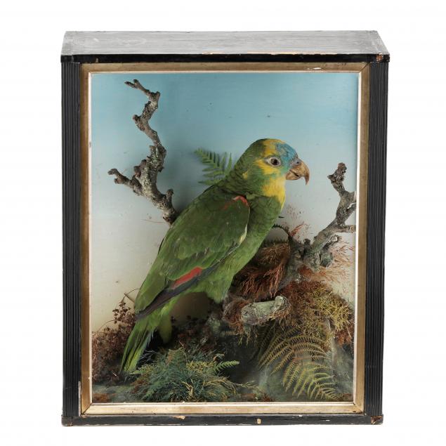 ANTIQUE PARROT DIORAMA UNDER GLASS Late