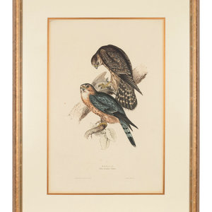 GOULD, John (1801-1881)
Merlin. Falco