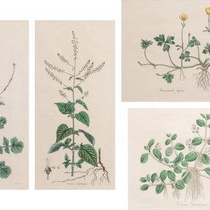 Four Hand Colored Botanical Engravings 34dde1