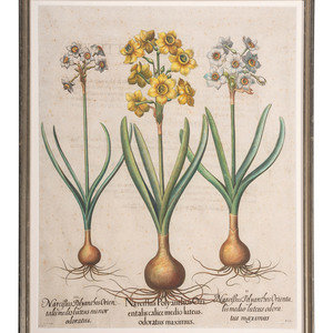 Three Hand-Colored Botanical Engravings