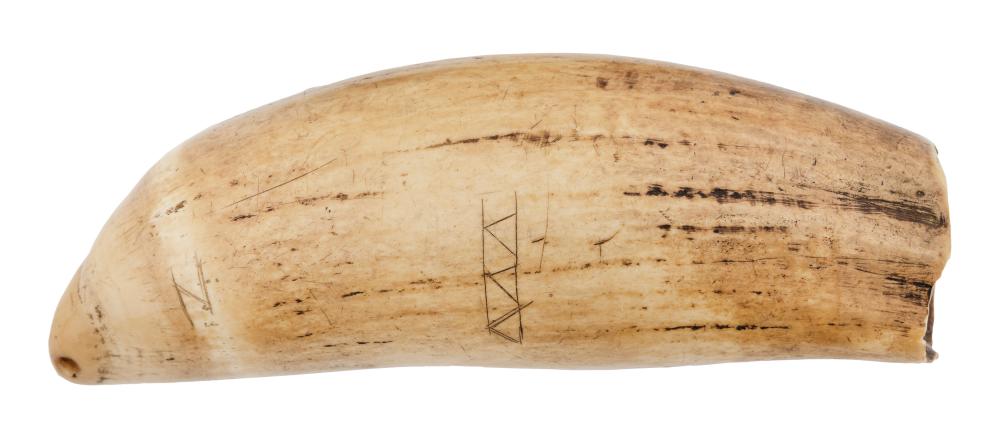 SPERM WHALE TOOTH TABUA LATE 19TH 34e45b