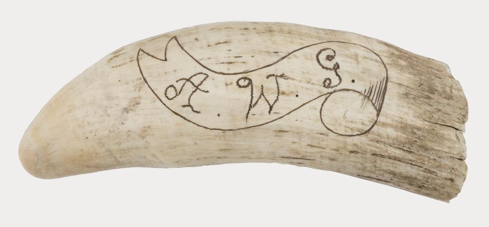  ENGRAVED WHALE S TOOTH LENGTH 34e465