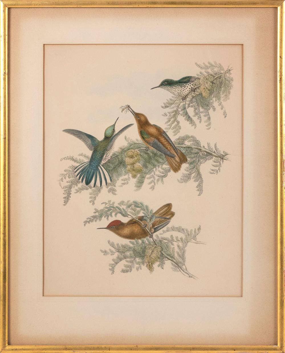 JOHN GOULD HUMMINGBIRD PRINT COLORED 34ebd0