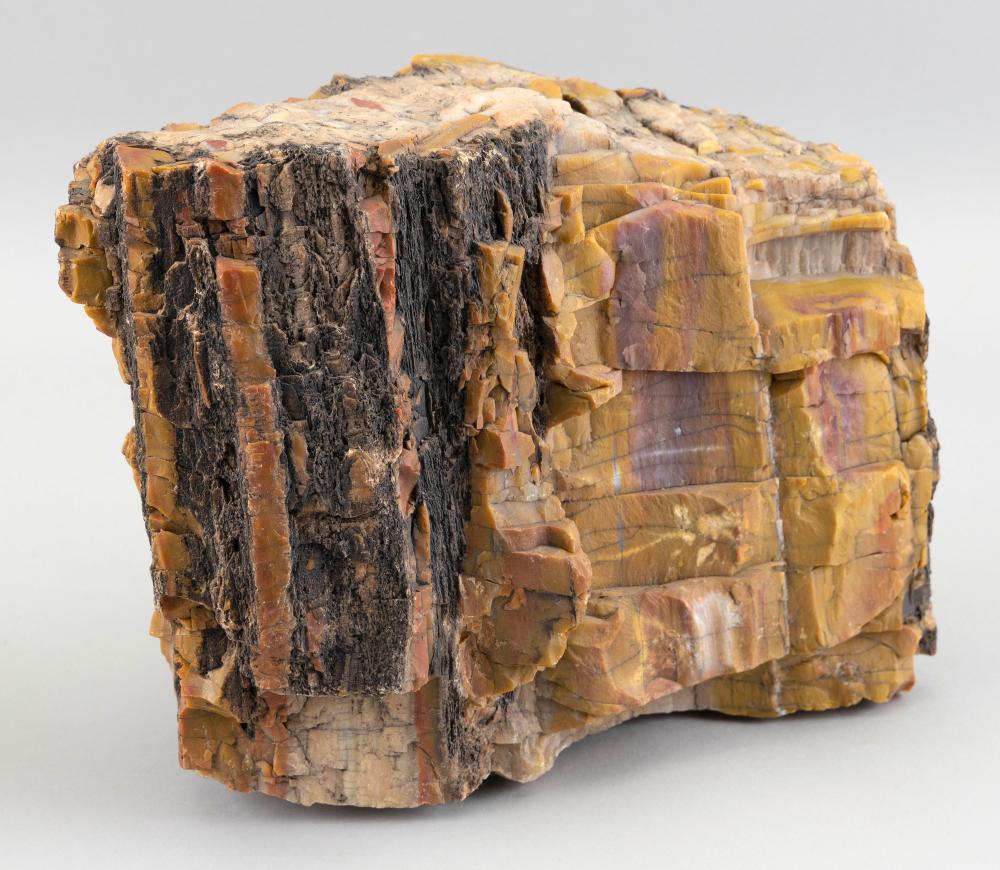 PETRIFIED WOOD FRAGMENT HEIGHT 34cbcc