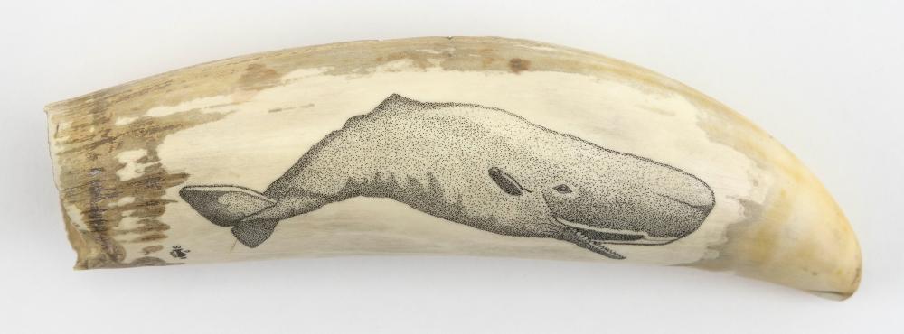  ENGRAVED WHALE S TOOTH CONTEMPORARY 34cc26