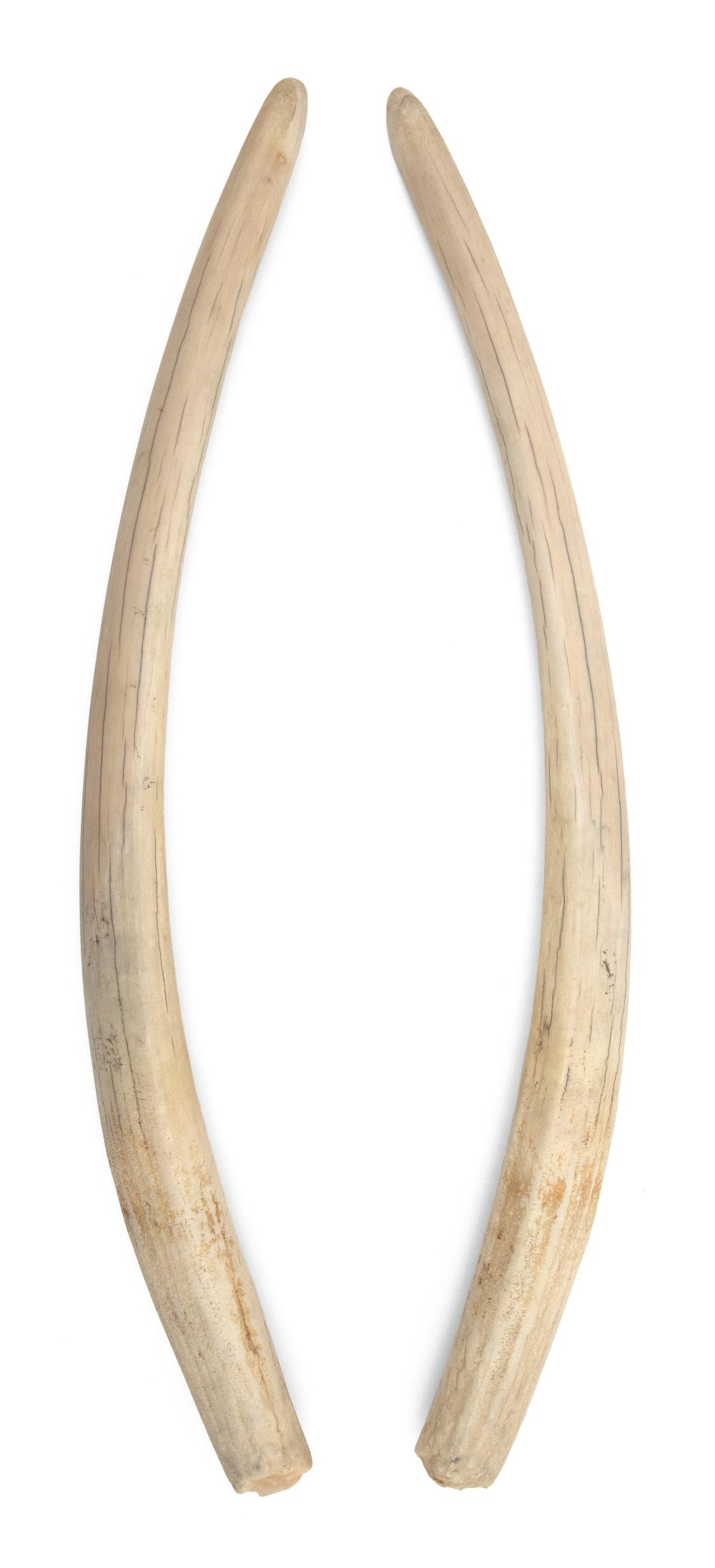 * PAIR OF UNENGRAVED WALRUS TUSKS