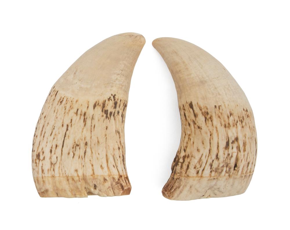 * PAIR OF UNENGRAVED WHALE'S TEETH