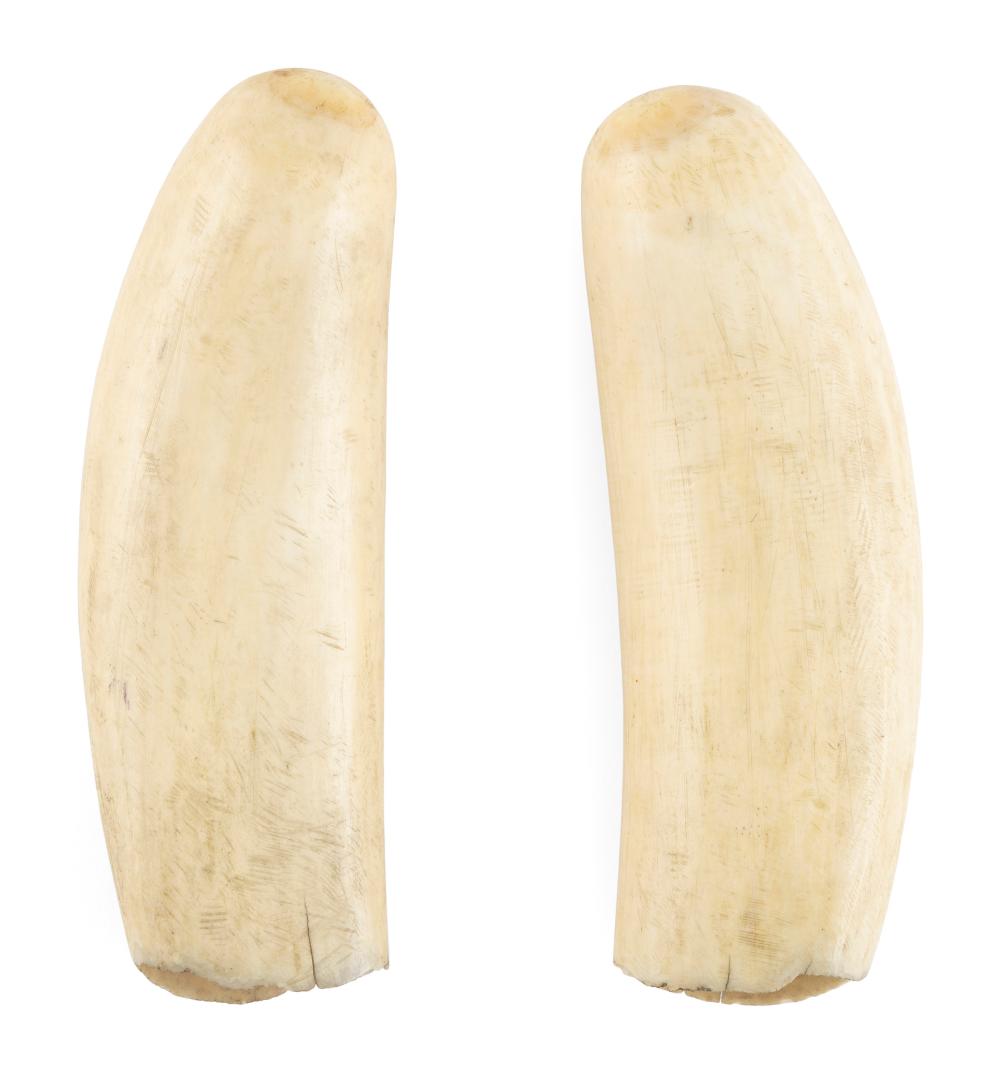 * PAIR OF POLISHED WHALE'S TEETH