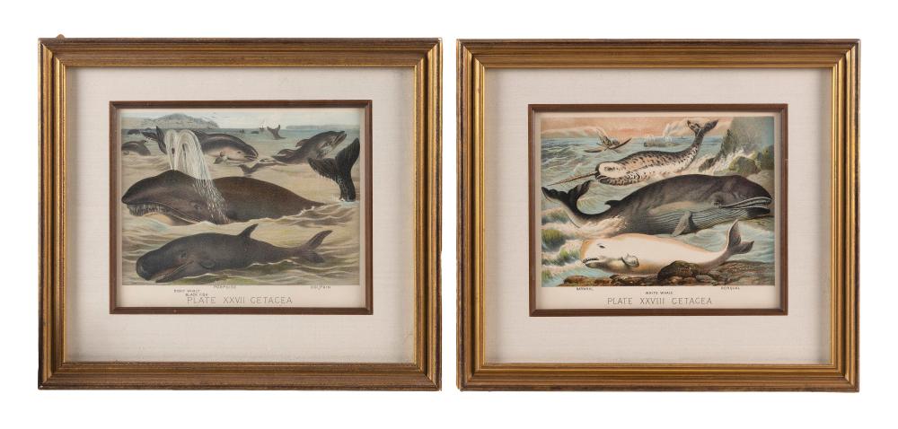 TWO LITHOGRAPHS OF MARINE MAMMALS 35058a