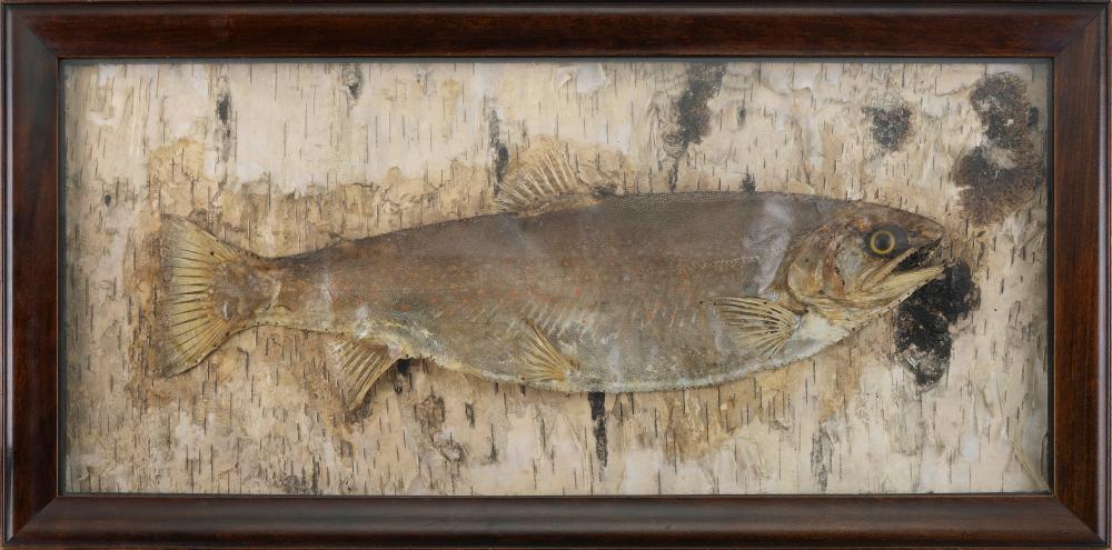 TROUT DIORAMA LATE 19TH EARLY 20TH 3507a4
